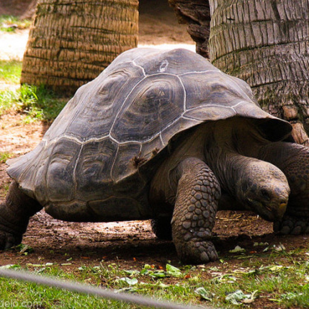 loroparque
