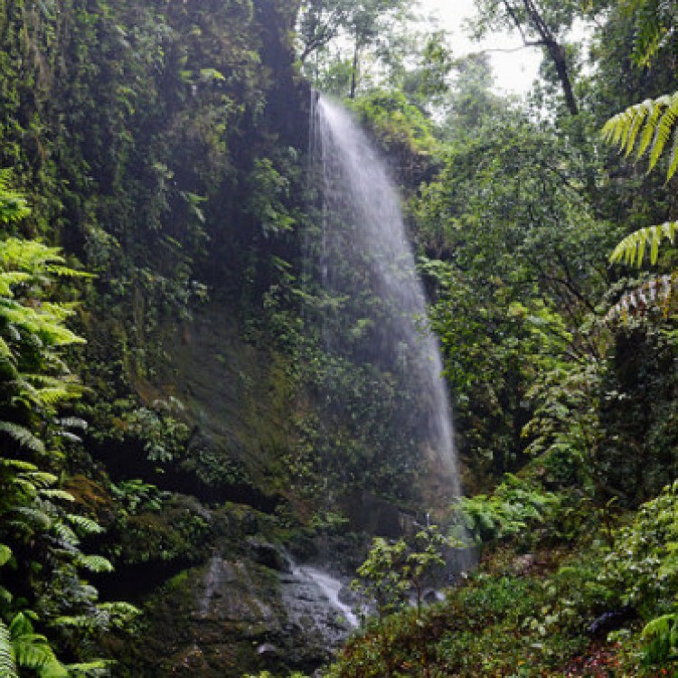 Que ver en las Islas Canarias: los tilos