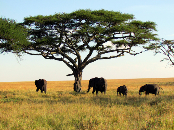 serengeti_national_park_tanzania