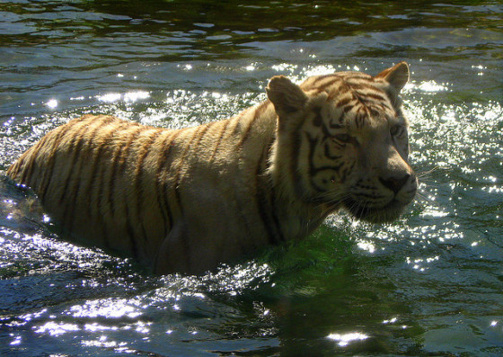 tigre bengala 
