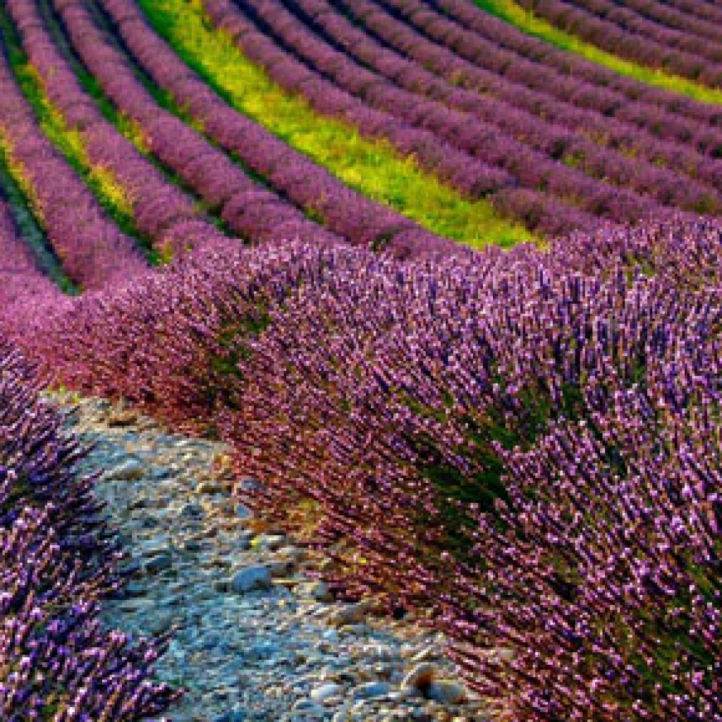 Sigue leyendo 10 campos de cultivo para enmarcar