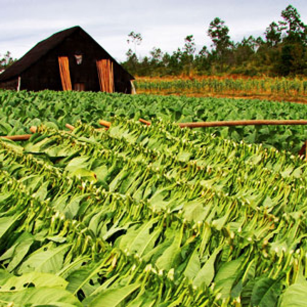 Foto: Giåm