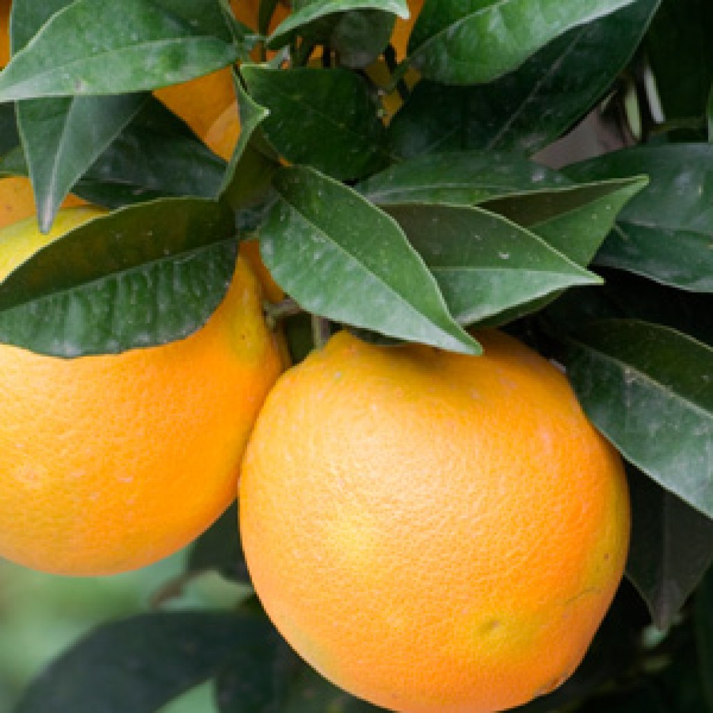 naranjas