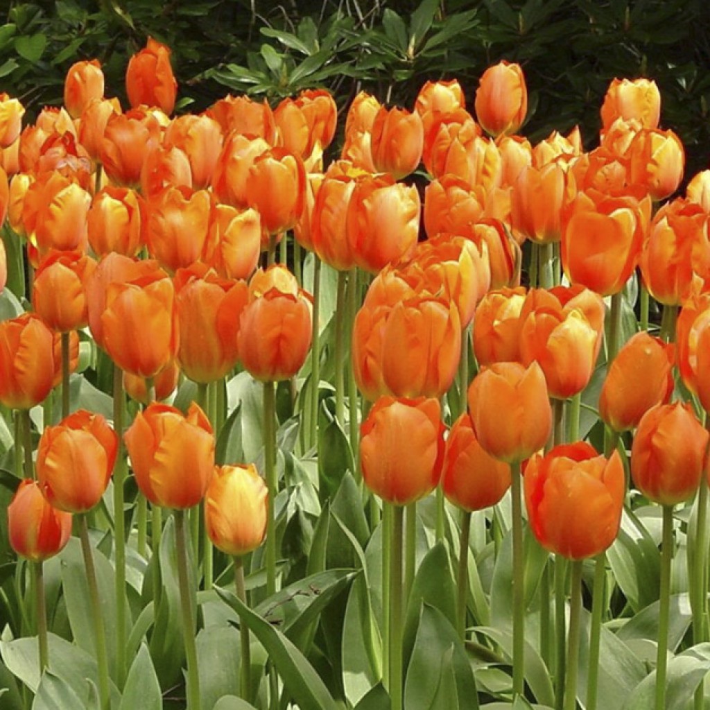 Holanda