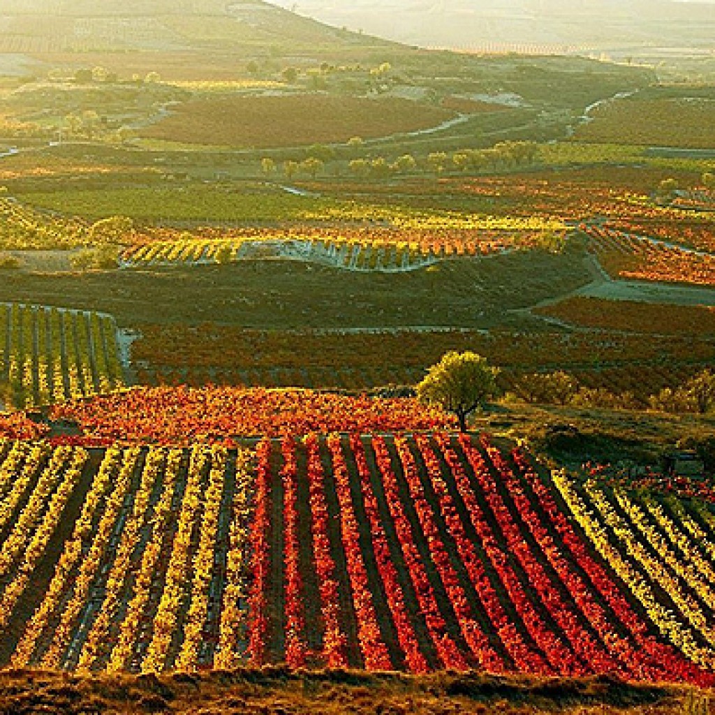 Sigue leyendo Los 6 mejores destinos de Europa para visitar bodegas