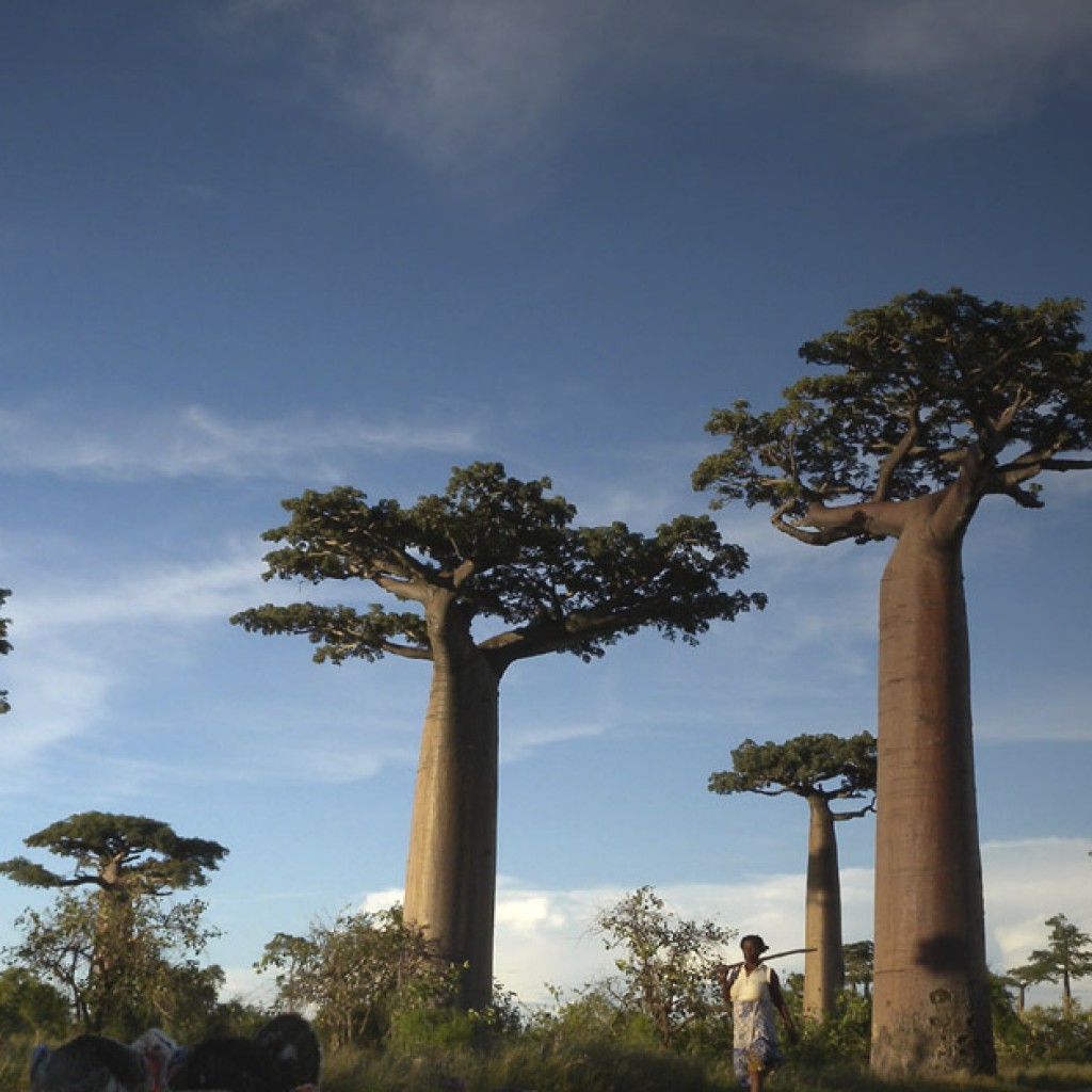 Qué ver en Madagascar