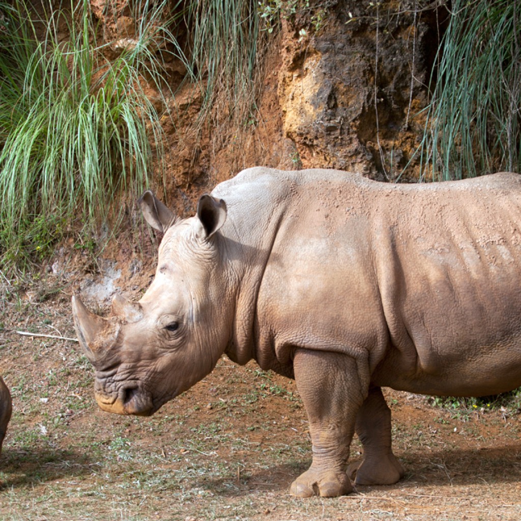 Sigue leyendo CABÁRCENO: EL SAFARI EN ESPAÑA