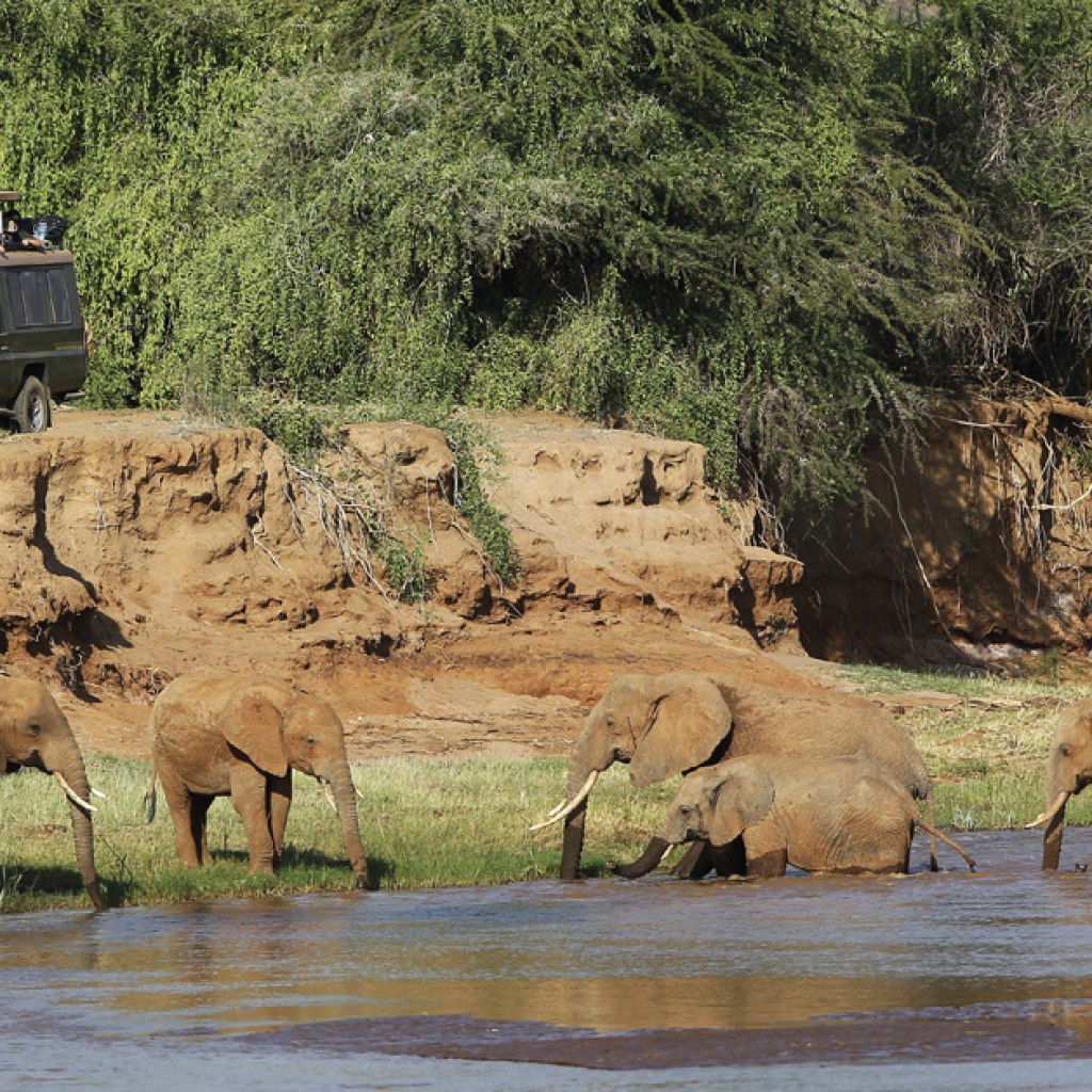 Sigue leyendo Consejos para hacer un safari en África