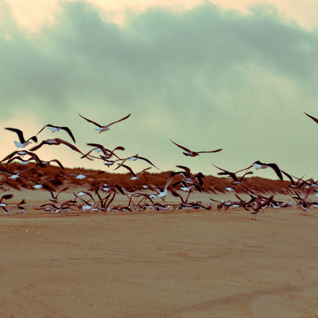 Sigue leyendo Las mejores playas de la Costa de la luz