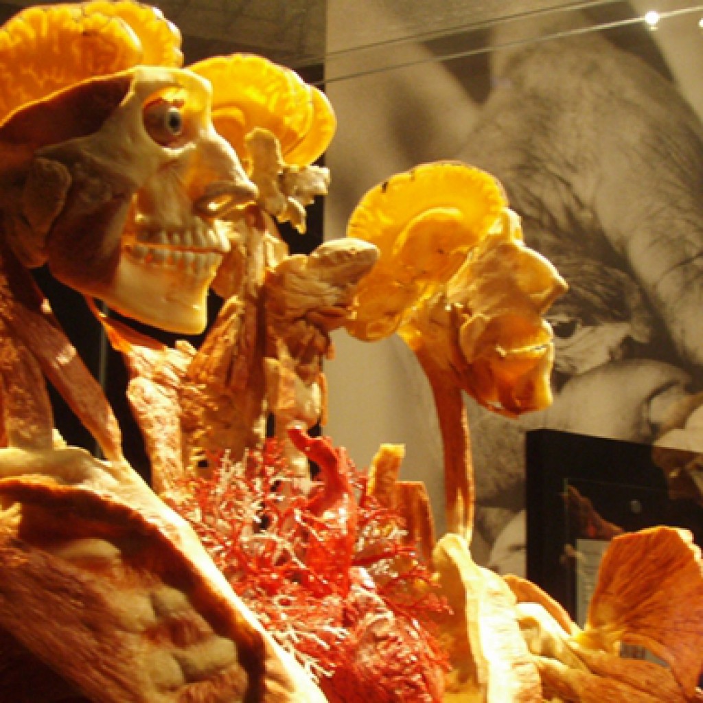 Uno de los cadáveres de la muestra - Steve & Michelle Gerdes, Flickr