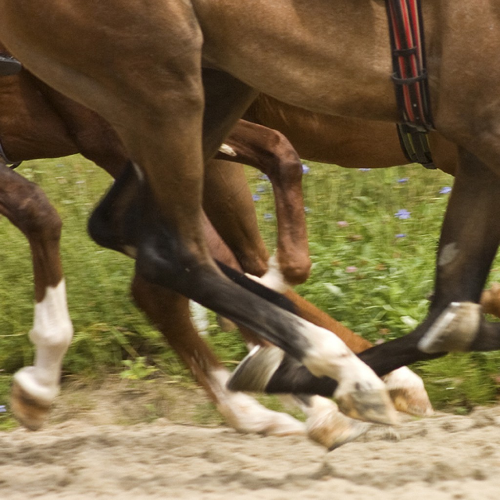 Sigue leyendo Las 6 mejores carreras de caballos de España