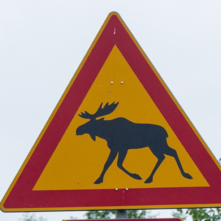 Señal de cuidado con el alce.