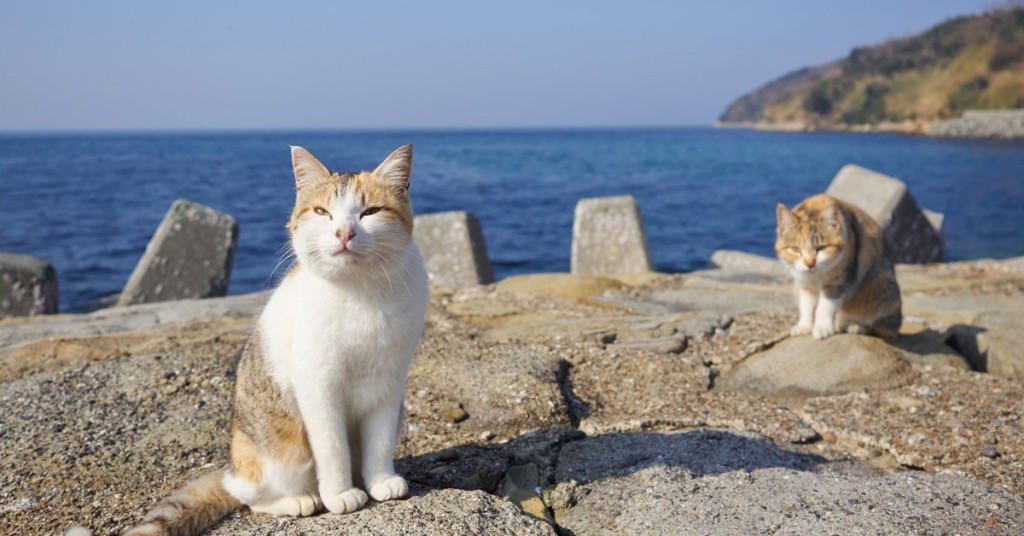 Sigue leyendo ¿Te gustan los gatitos? En Aoshima hay 6 veces más gatos que personas