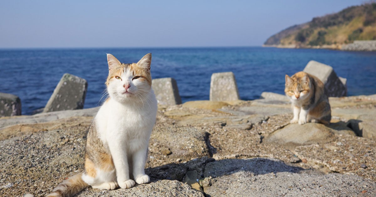 ¿Te gustan los gatitos? En Aoshima hay 6 veces más gatos que personas