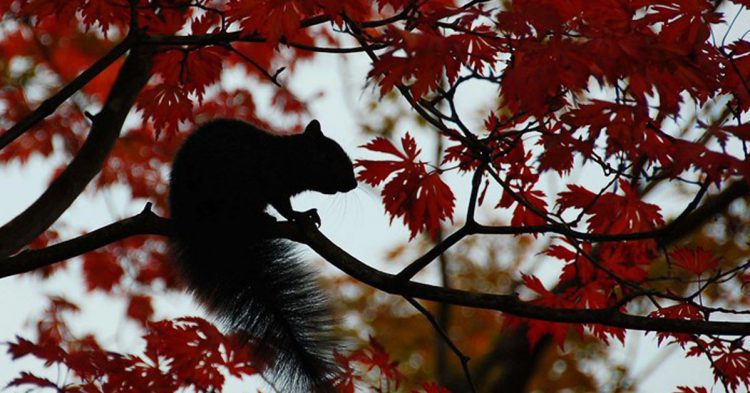 Ardilla en jardín botánico VanDusen, Vancouver, Canadá, mybulldog (Foter)