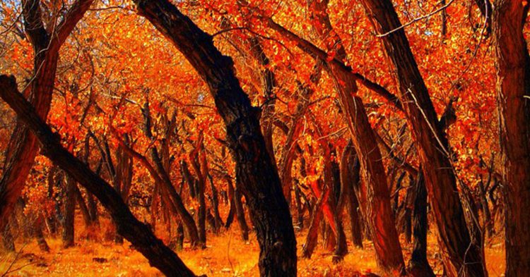 Foto titulada Autumn Cottonwoods II, echoroo (Foter)