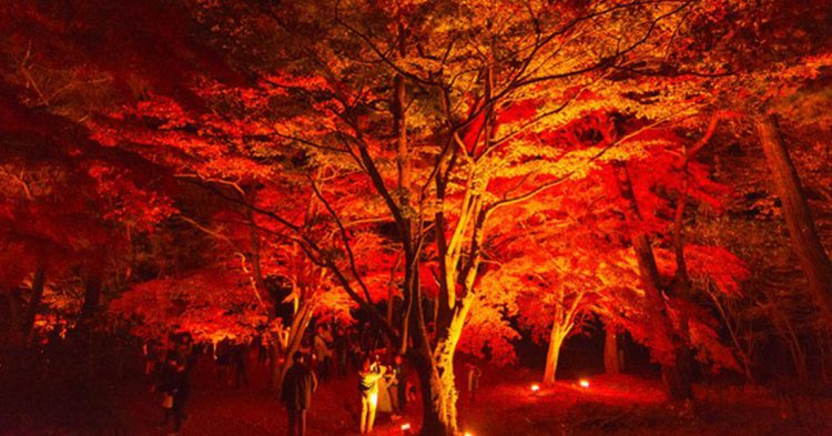 Foto titulada Autumn Leaves, Yoshikazu TAKADA (Flickr)