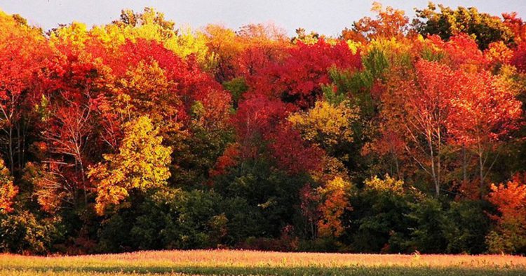 Foto titulada Fall-Woods, Dunnville, Ontario, Chris Sorge (Flickr)