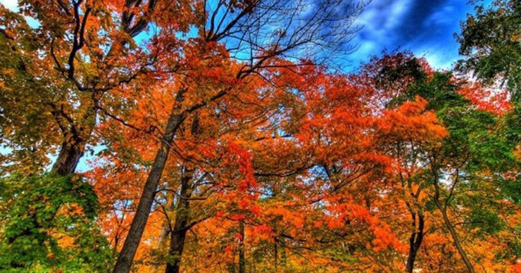 Foto titulada autumn falls tomada en el bosque de Mississauga, Ontario, Canadá,paul bica (Foter)