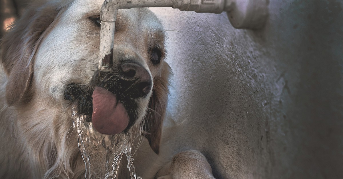 Incluso los animales también la rechazan (iStock)