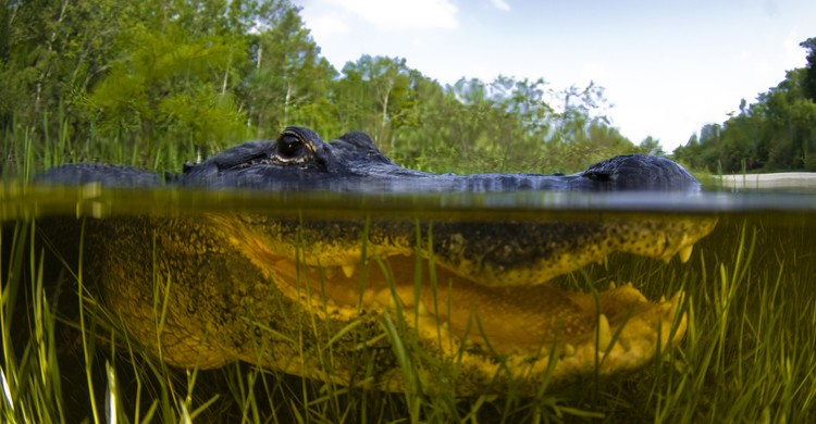 Everglades (iStock)
