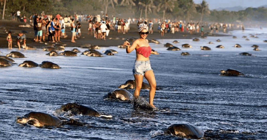 Tortugas en Costa Rica (Sitramine: Sindicato de Guardaparques de Costa Rica)