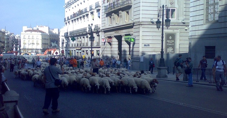 Ovejas por la calle Alcalá junto a la Puerta del Sol. Nelson Benitez (Flickr).