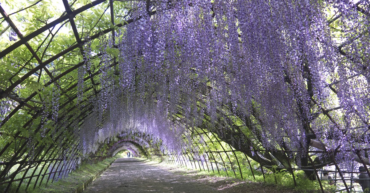 Los 5 túneles de árboles más bonitos del mundo
