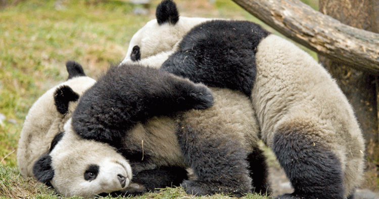 China (www.flickr.com/photos/davelau/)