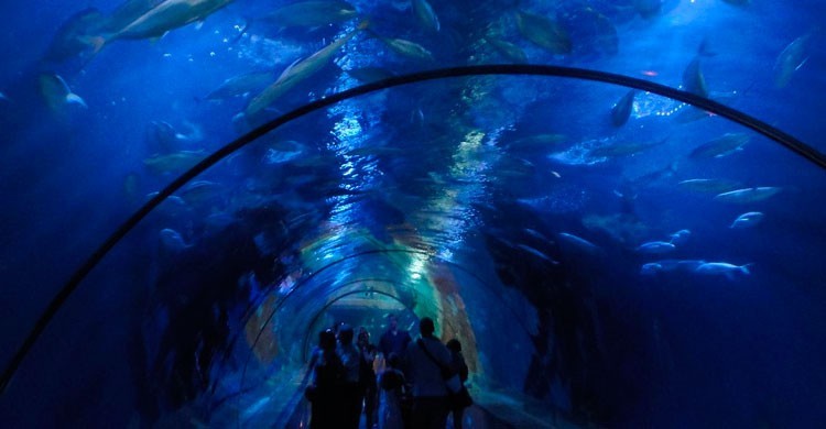 Oceanogràfic, Valencia (Flickr)