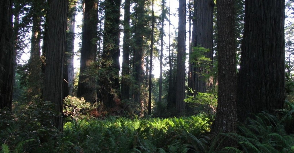 Lady Bird Johnson Grove, Redwoods National Park, California. Ken Lund, Foter