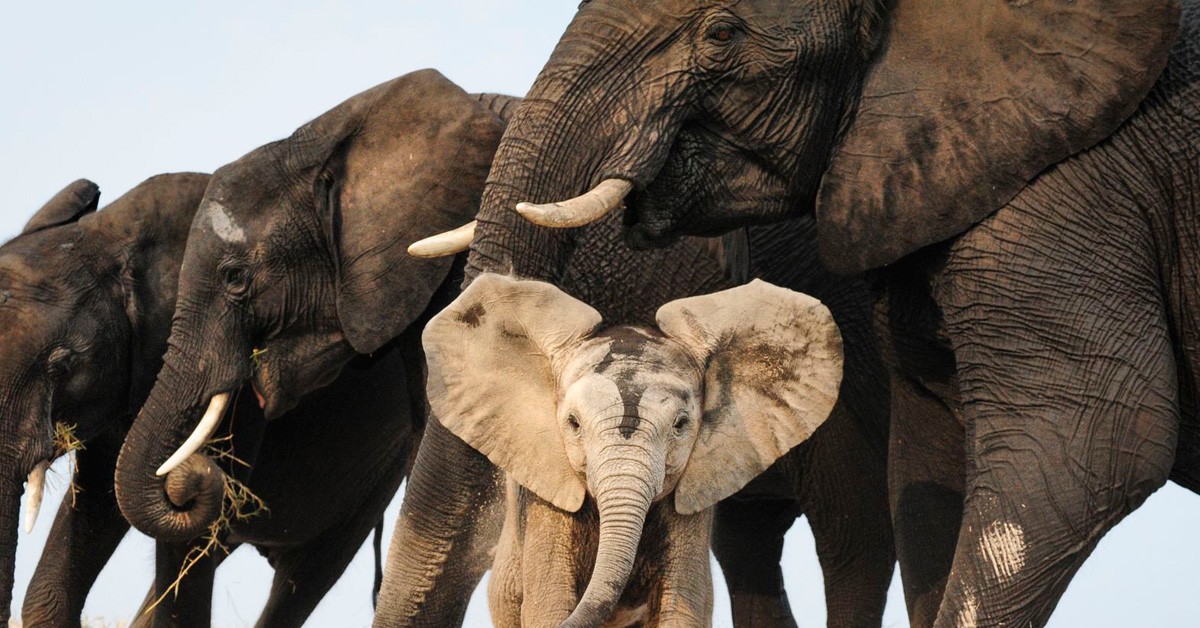 "Un disfraz de arena", de E. Kneler (National Geographic Photo Contest 2015)