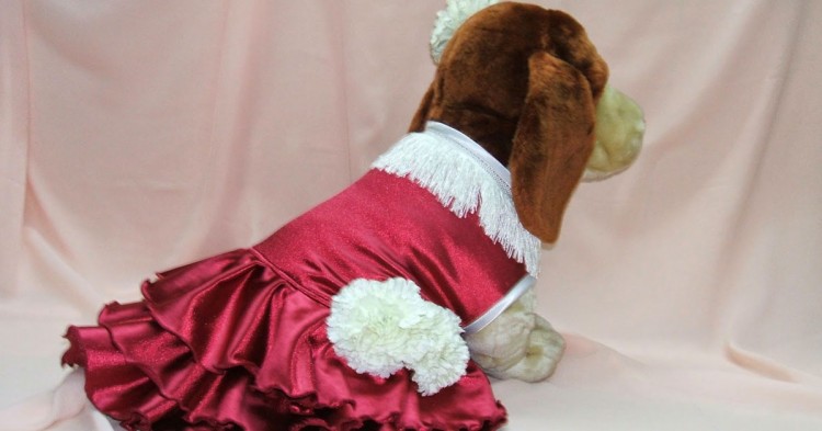 Perros a la moda (Fuente:GuiaValles.com)