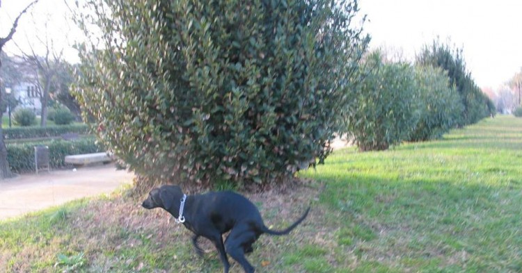 Ciutadella, Barcelona (Flickr)