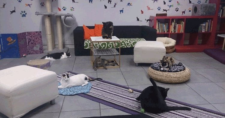 Gatoteca (lagatoteca.es)