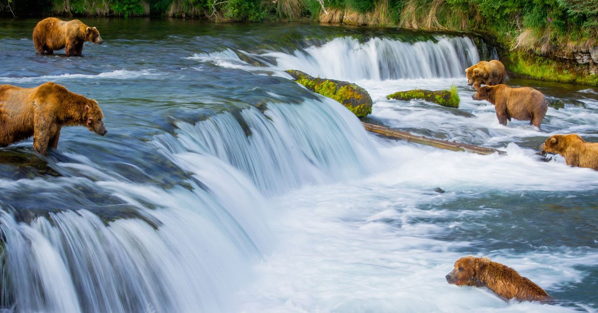 "Un trocito del paraíso de los osos", de Kathleen Yap (National Geographic Photo Contest 2015)