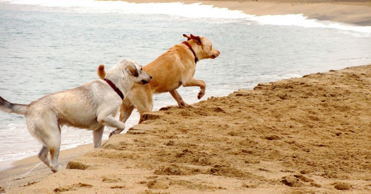 Playa de Barcelona (Flickr)