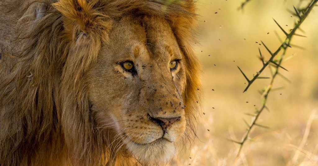 "Majestuosa", de Zhayynn James (National Geographic Photo Contest 2015)