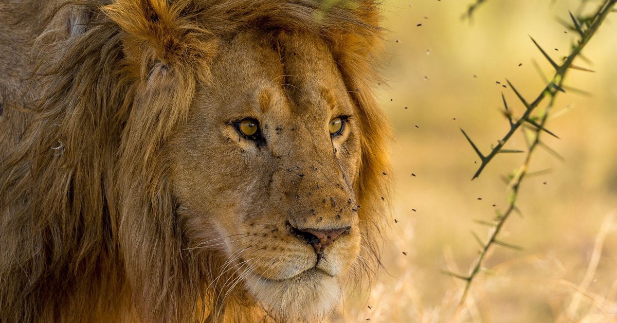 "Majestuosa", de Zhayynn James (National Geographic Photo Contest 2015)