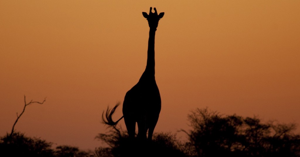 Un animal interesante en Tonunga. Justin Jensen, Flickr