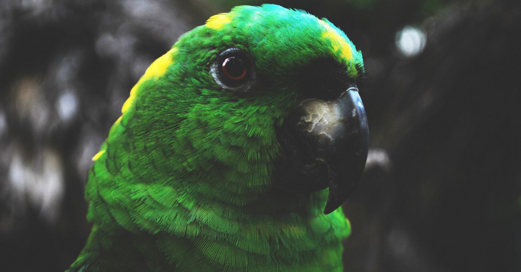 Loro en Nicaragua. Ary Chst, Foter