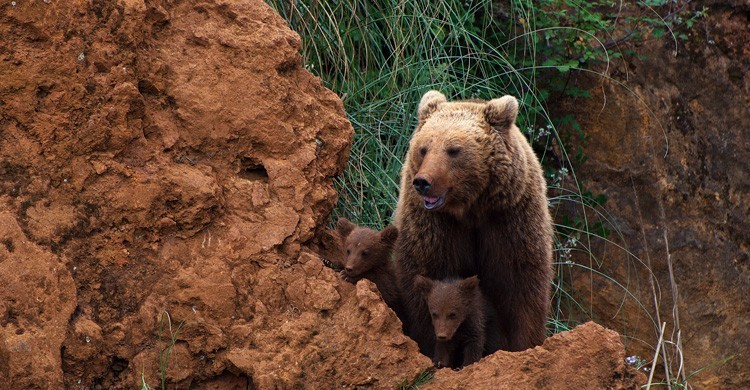Parque de la Naturaleza de Cabárceno (iStock)