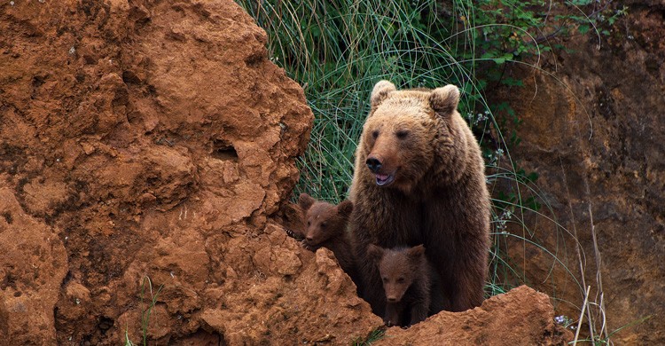 Parque de la Naturaleza de Cabárceno (iStock)