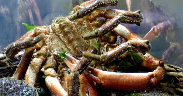 Los centollos cantábricos, un auténtico majar (Flickr)