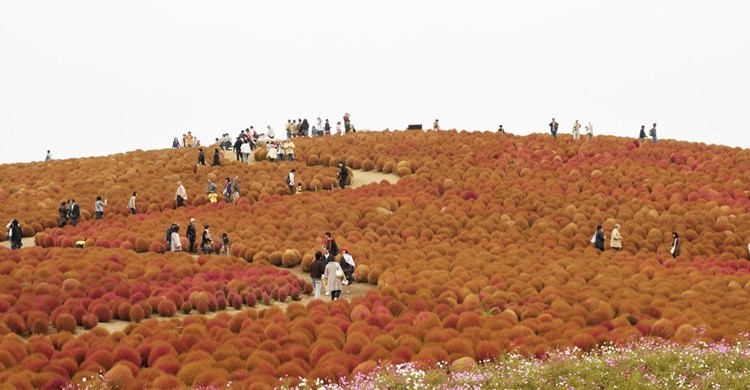 Parque costero de Hitachi. Ajari (Flickr)