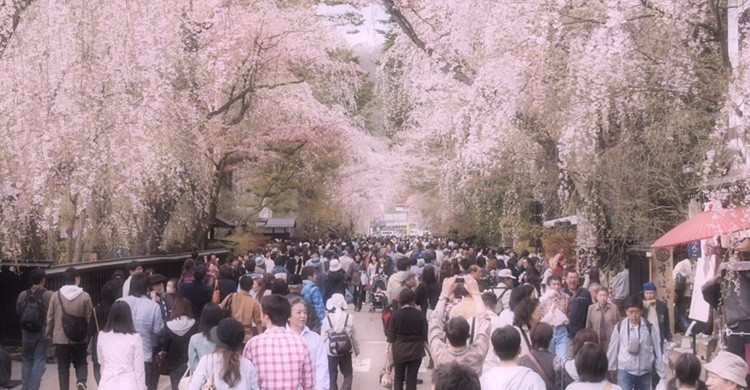Cerezos en flor en Kakunodate. Syuzo Tsushima (Flickr)
