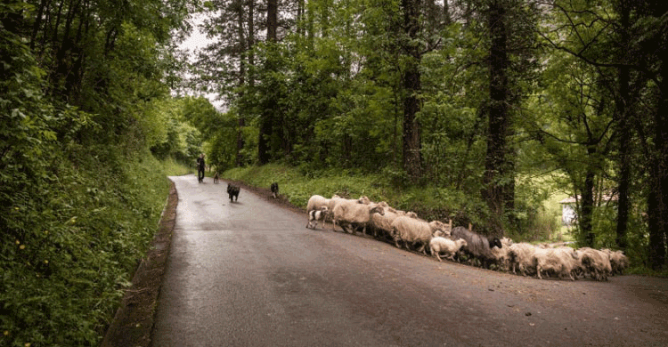 Pastores por un día (facebook Alluitz Natura)