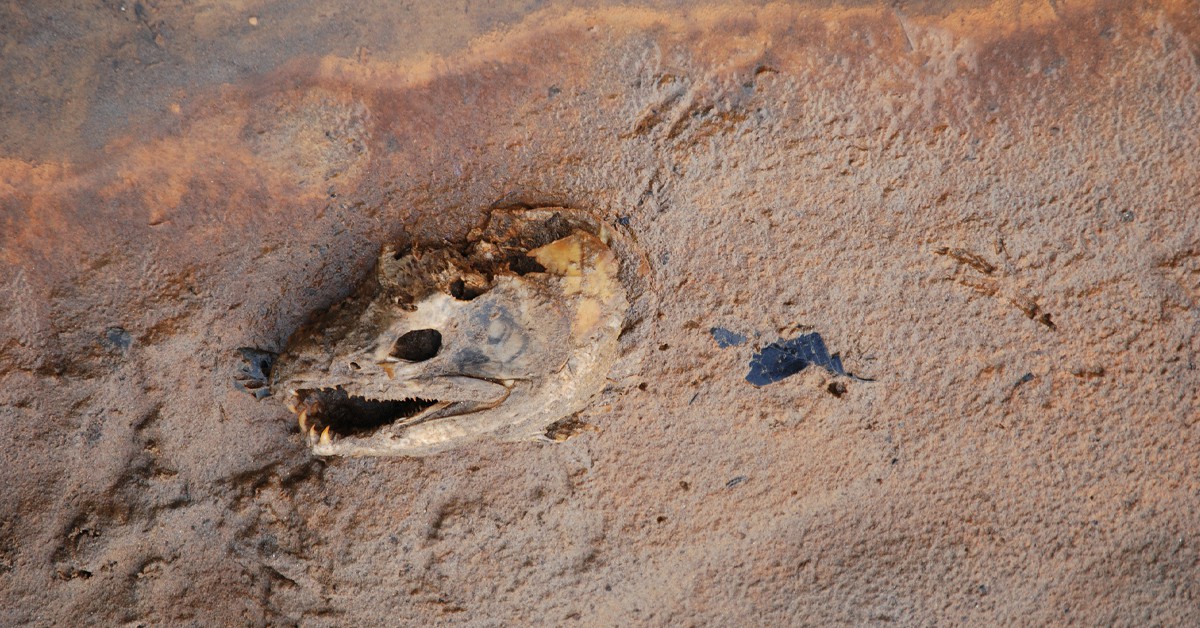 Cabeza de salmón. quinet, Foter