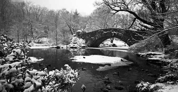 Central Park esconde muchos secretos, como un santuario con varias especies. ( A. Strakey, Foter)