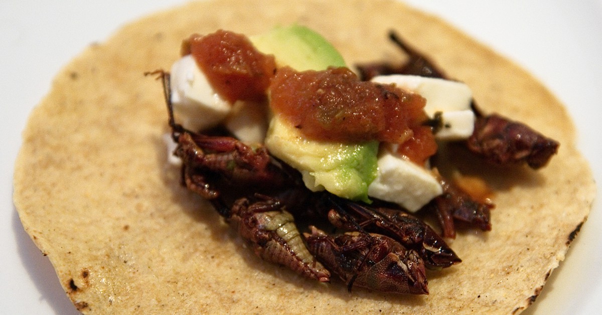 Tacos de chapulines. William Neuheisel, Flickr